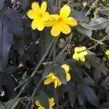 Winter Jasmine