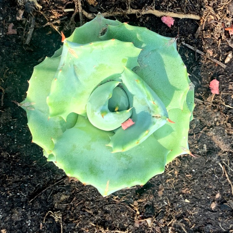 Plant image Agave Potatorum f. Minima