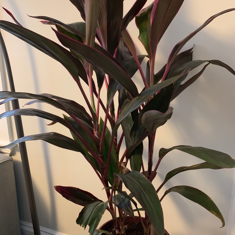 Plant image Cordyline fruticosa