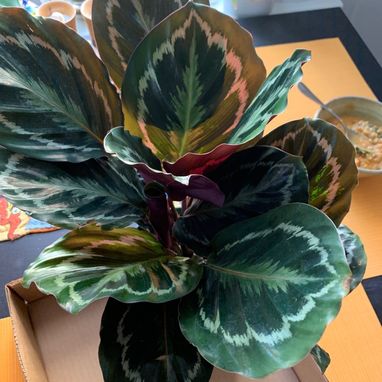 Plant image Calathea Sanderiana 'Julia'