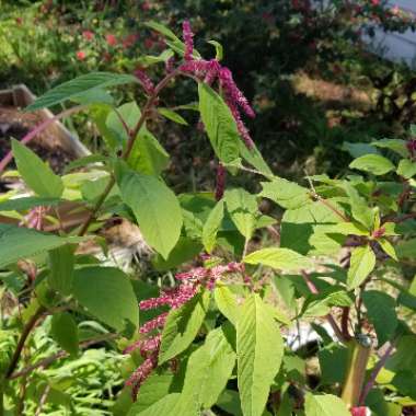 Love-lies-bleeding