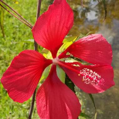 Hibiscus coccineus