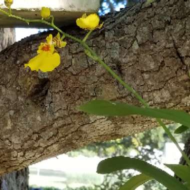 Oncidium Aloha Iwanaga 'Hawaiian Gem'