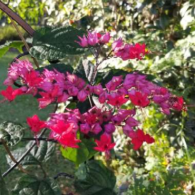 Clerodendrum thomsoniae 'Delectum'