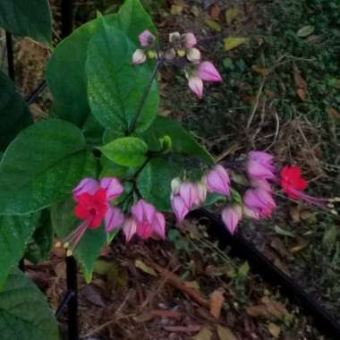 Clerodendrum thomsoniae 'Delectum'