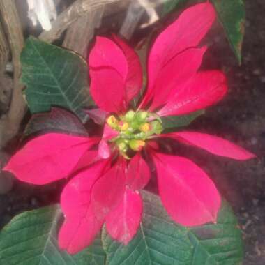 Poinsettia