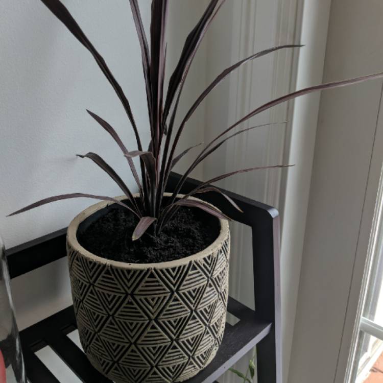 Plant image Cordyline australis 'Torbay Red'