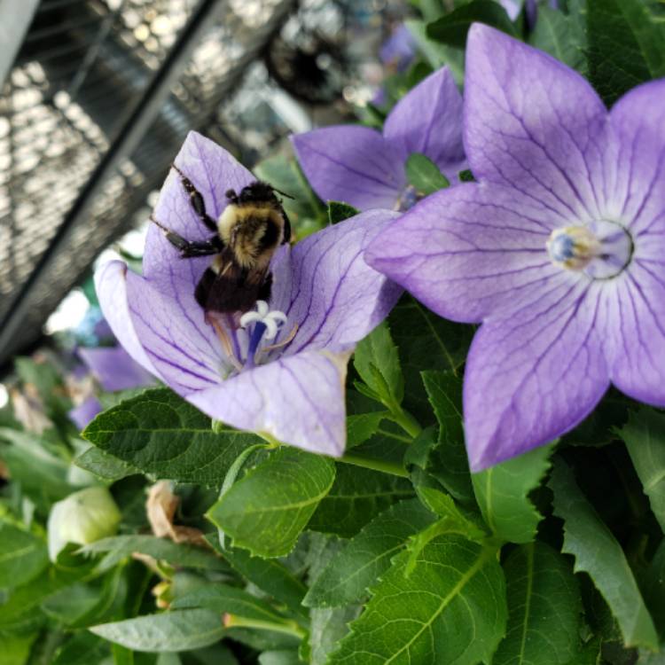 Plant image Platycodon grandiflorus 'Sentimental Blue' syn. Campanula grandiflora 'Sentimental Blue'