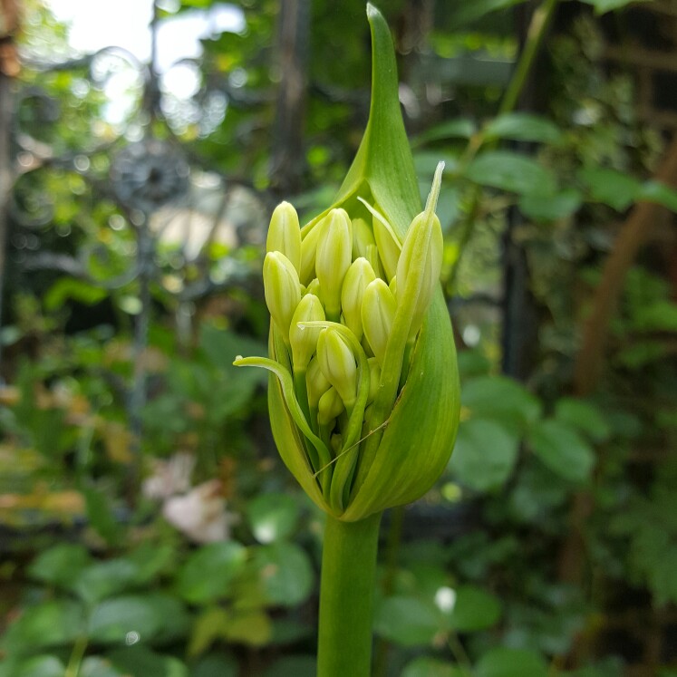 Marjorie's garden