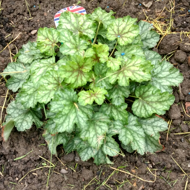 Plant image Heuchera 'Thomas'