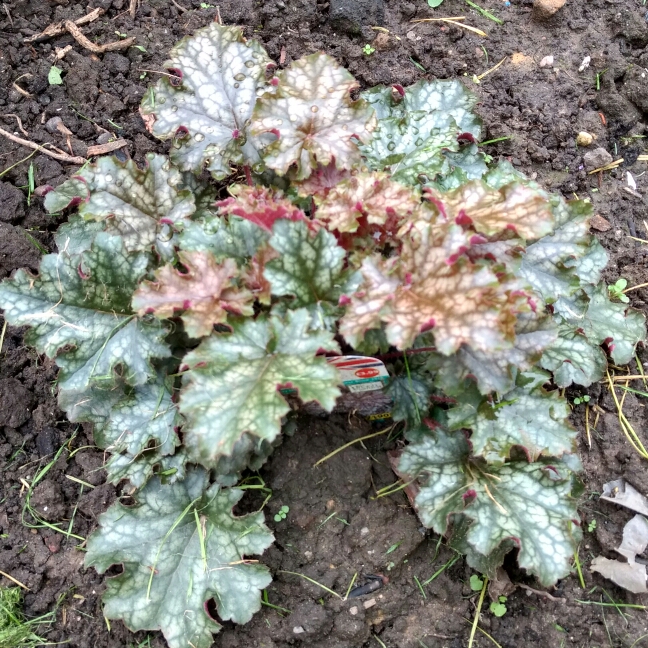 Plant image Heuchera 'Silver Celebration'