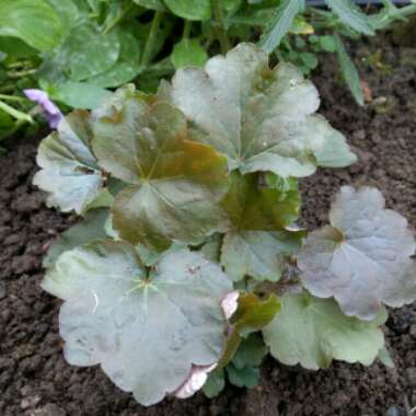 Alumroot 'Palace Purple'