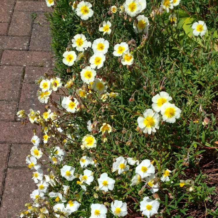 Plant image Helianthemum nummularium 'The Bride'