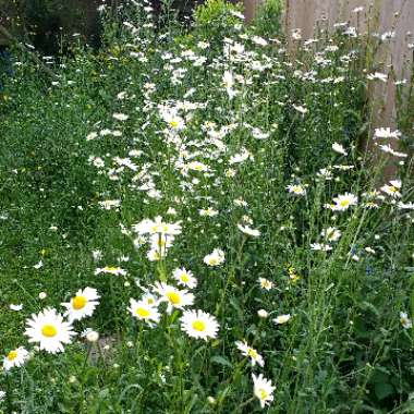 Leucanthemum vulgare