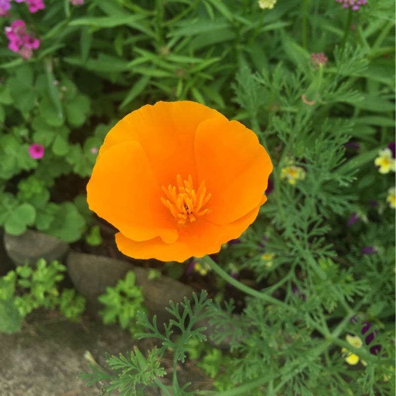 California Poppy