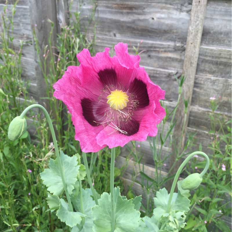 Oriental Poppy 'Allegro'