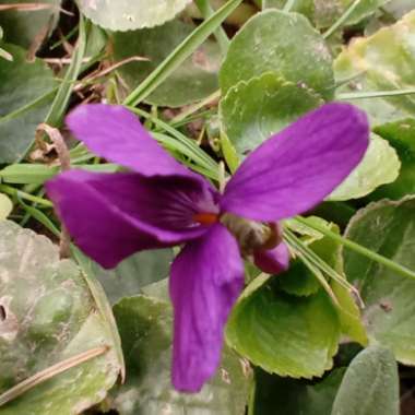 Sweet Violet