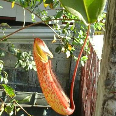 Pitcher Plant