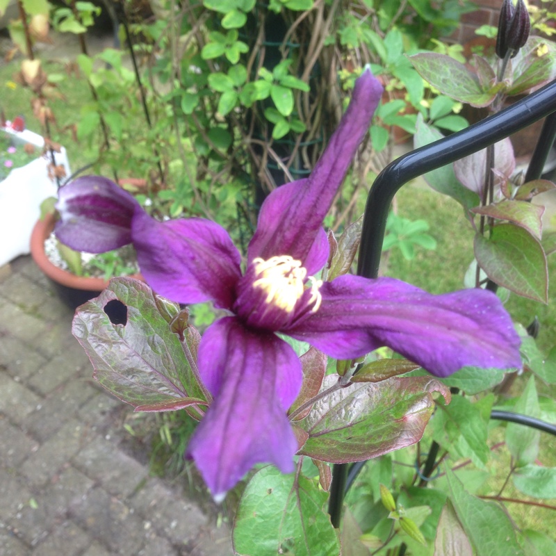 Plant image Clematis 'Petit Faucon Evisix'