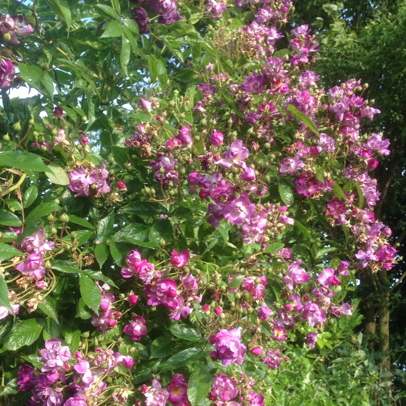 Plant image Rosa 'Veilchenblau'