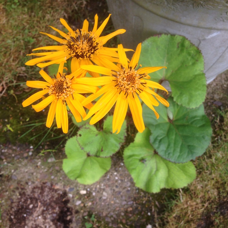 Plant image Ligularia dentata 'Desdemona'