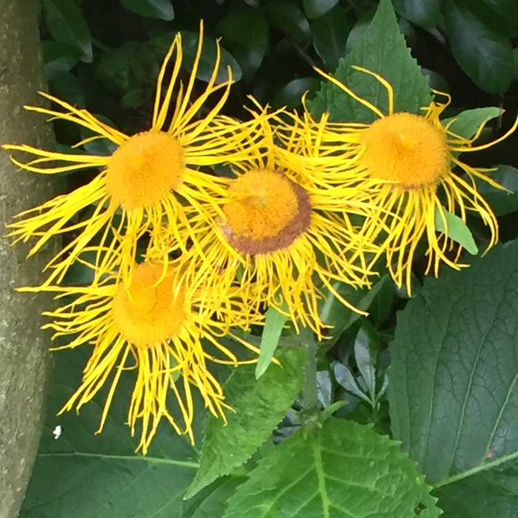 Plant image Inula Magnifica