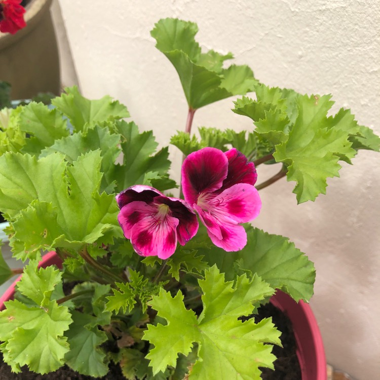 Pelargonium x domesticum, Pelargonium (Species) Regal Pelargonium ...