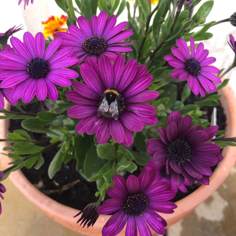 Plant image Osteospermum Erato 'Purple Stripe'