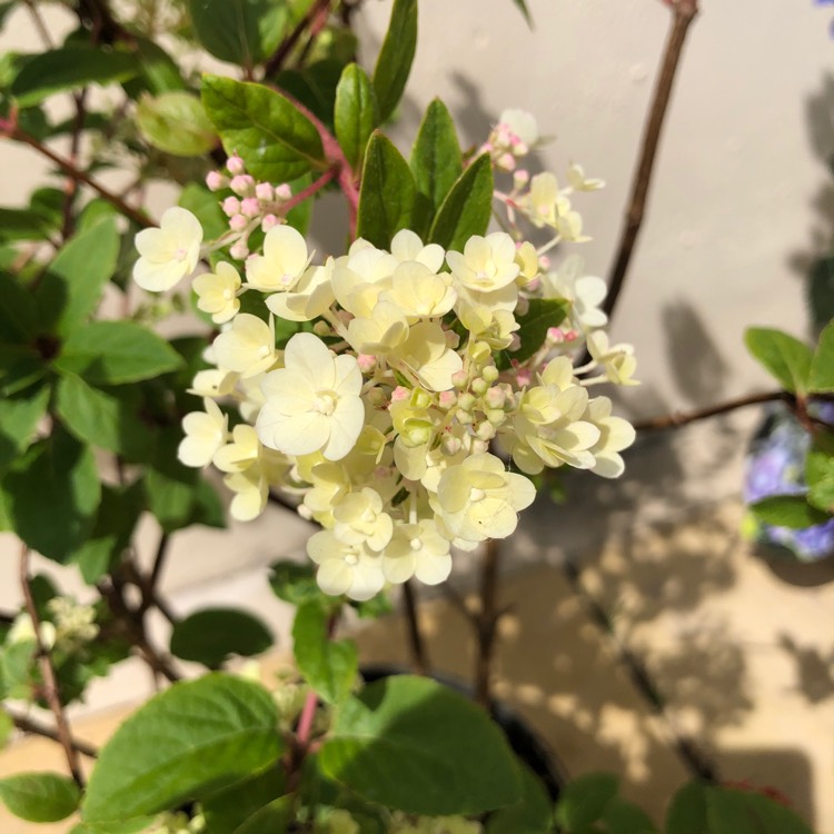 Plant image Hydrangea paniculata