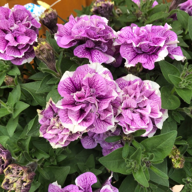 Plant image Petunia 'Kerjul' (Tumbelina Series) syn. Petunia 'Julia'