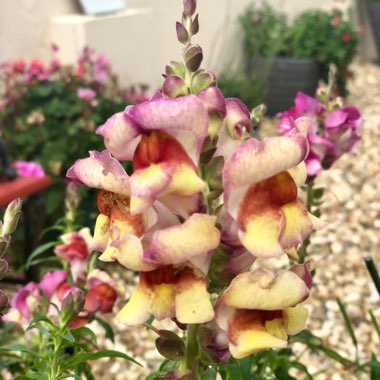 Antirrhinum