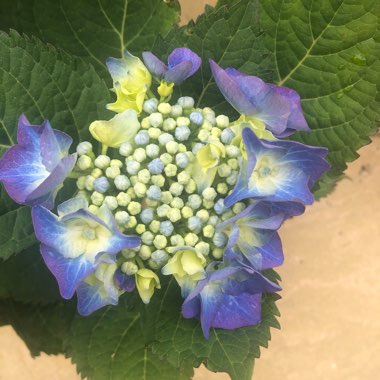 Hydrangea 'Normalis'