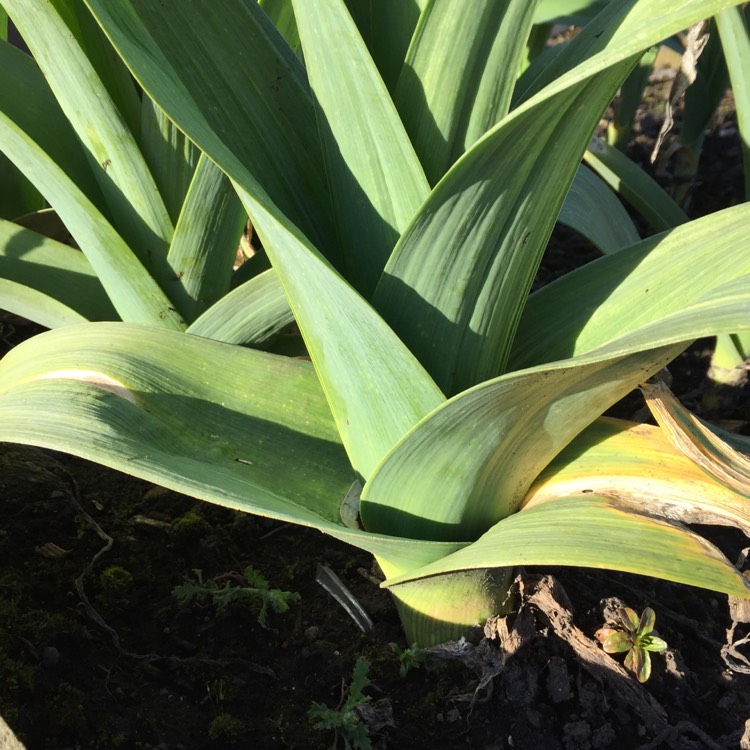 Plant image Allium porrum 'Snowdon'