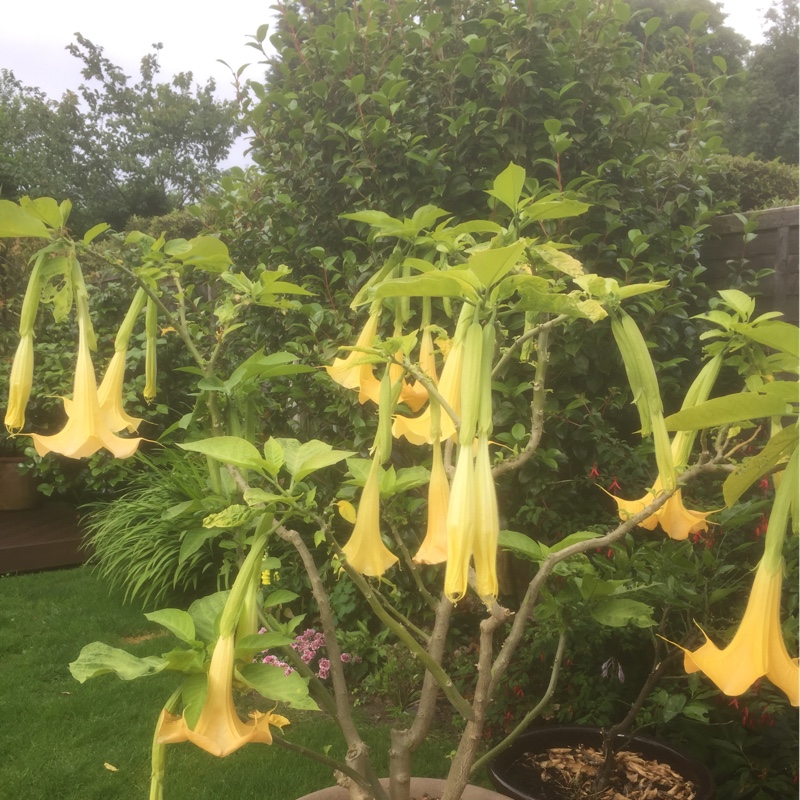 Angel's Trumpet