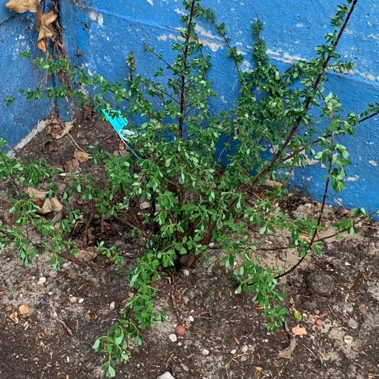 Plant image Spiraea nipponica 'Snowmound'