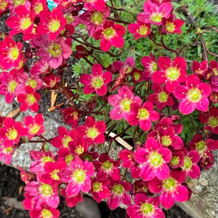 Plant image Saxifraga x arendsii 'Pixi Pan Red'