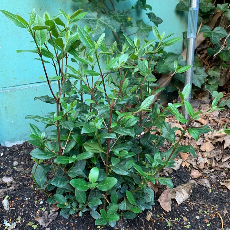 Plant image Viburnum tinus 'Gwenllian'