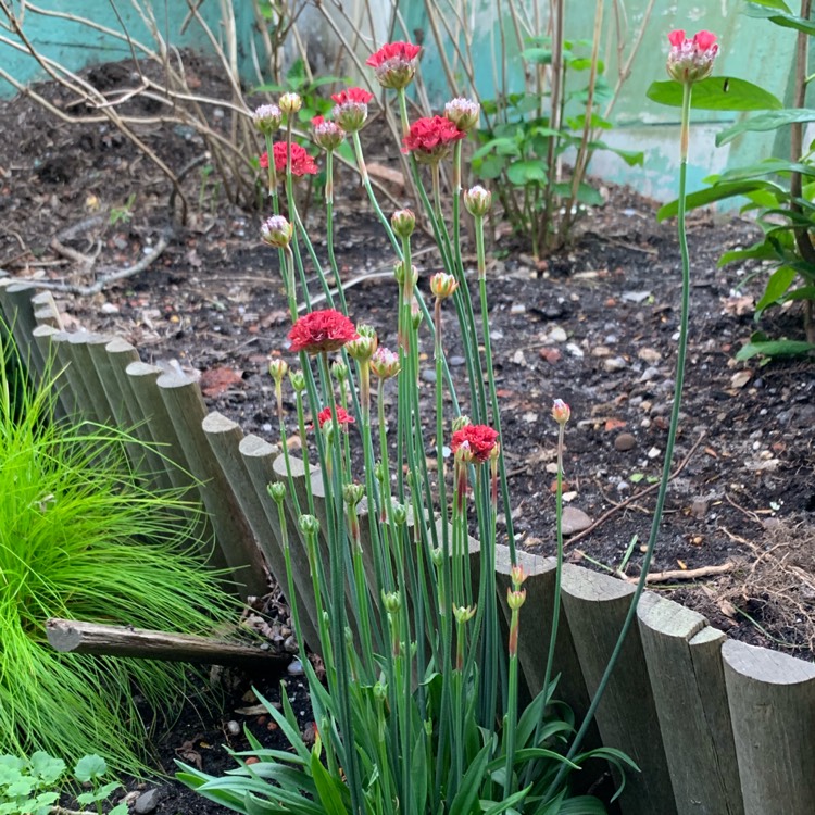 Plant image Armeria pseudarmeria 'Ballerina Purple Rose'