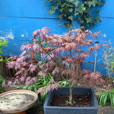 Japanese Maple