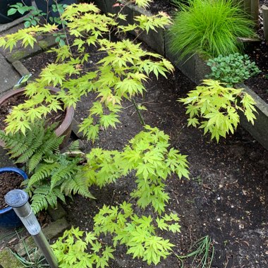 Japanese Maple