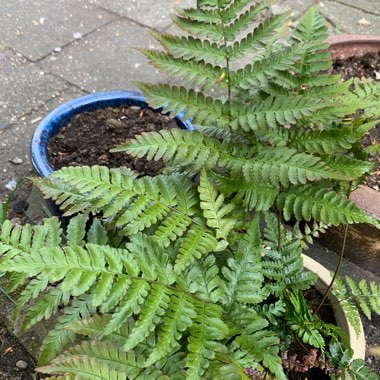 Japanese Rosy Buckler Fern