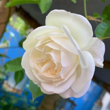 Rose 'Iceberg' (Floribunda)