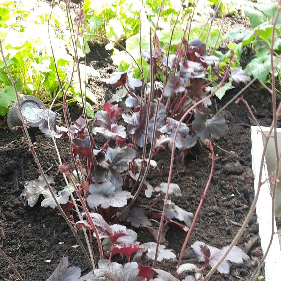 Plant image Heuchera 'Liquorice'