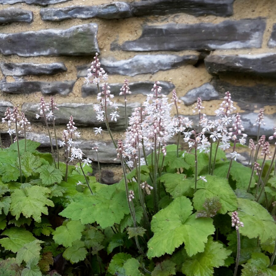 Plant image Tiarella cordifolia