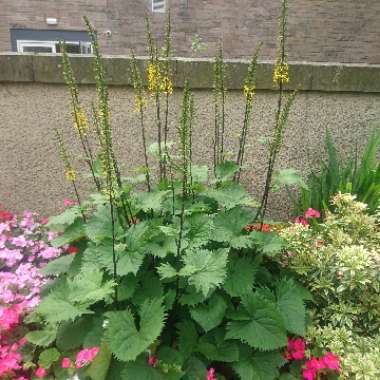 Ligularia 'The Rocket' syn. Ligularia przewalskii 'The Rocket' ; Senecio 'The Rocket'