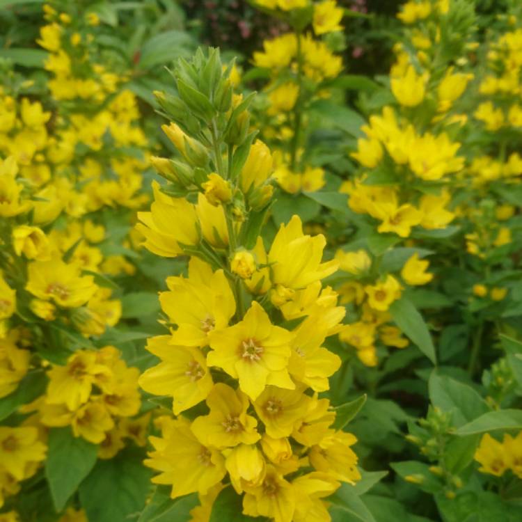 Plant image Lysimachia vulgaris