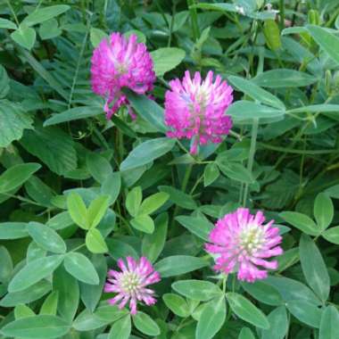 Trifolium rubens 'Peach Pink'