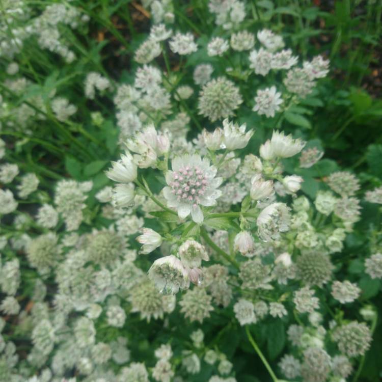 Plant image Astrantia major 'Star of Billion'