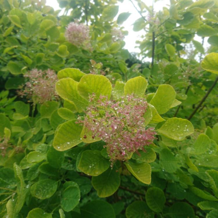 Plant image Cotinus coggygria 'Young Lady'