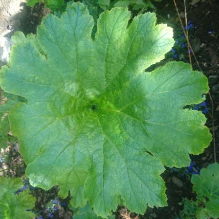 Plant image Darmera peltata